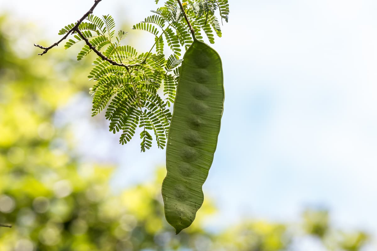 Paysage de la région DIANA